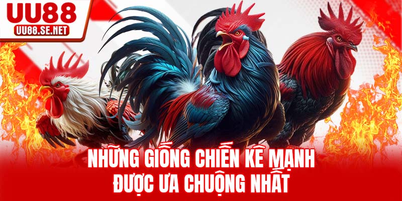 Những giống chiến kê mạnh được ưa chuộng nhất Những giống chiến kê mạnh được ưa chuộng nhất